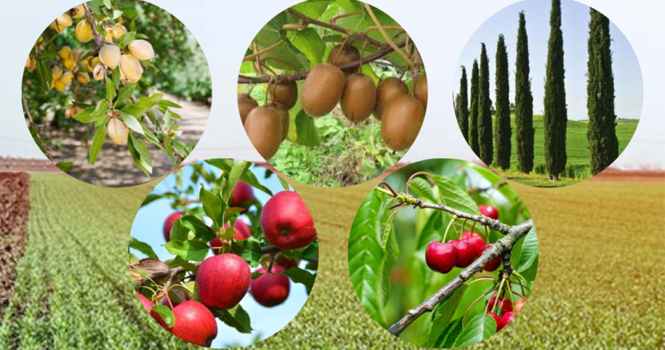 en karlı 7 ağaç türü